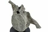 Hadrosaur (Maiasaura) Vertebra w/ Metal Stand - Montana #227770-2